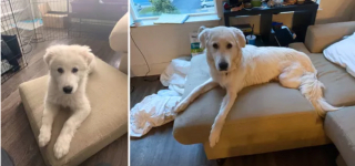 Illustration de l'article : 20 photos "avant après" illustrant l'évolution captivante de la beauté chez les chiens