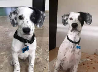 Illustration de l'article : 20 photos "avant après" illustrant l'évolution captivante de la beauté chez les chiens