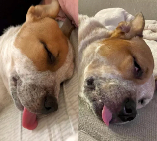 Illustration de l'article : 20 photos "avant après" illustrant l'évolution captivante de la beauté chez les chiens