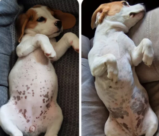 Illustration de l'article : 20 photos "avant après" illustrant l'évolution captivante de la beauté chez les chiens