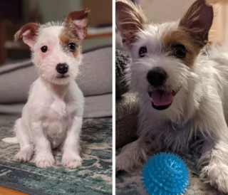 Illustration de l'article : 20 photos "avant après" illustrant l'évolution captivante de la beauté chez les chiens