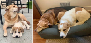 Illustration de l'article : 20 photos "avant après" illustrant l'évolution captivante de la beauté chez les chiens