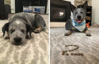 Illustration de l'article : 20 photos "avant après" illustrant l'évolution captivante de la beauté chez les chiens