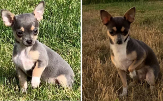 Illustration de l'article : 20 photos "avant après" illustrant l'évolution captivante de la beauté chez les chiens