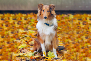 Illustration de l'article : Colley à poil long