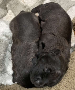 Illustration de l'article : La touchante histoire d'une chienne abandonnée trouvée dans une maison en ruine