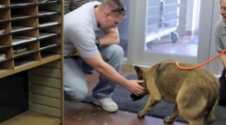 Illustration de l'article : Des propriétaires désemparés face à la disparition inquiétante de leur Berger Allemand après un feu d'artifice (vidéo)