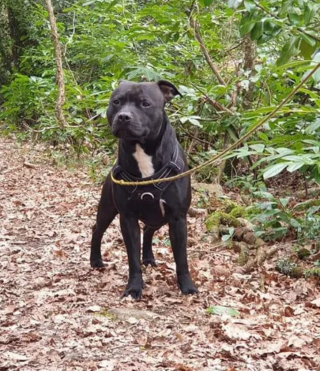 Illustration de l'article : Un couple parcourt 650 km pour récupérer leur chien Persée volé lors d'une promenade