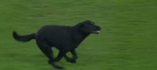 Illustration de l'article : Un match de football féminin est interrompu par un toutou espiègle, en quête de caresses (vidéo)