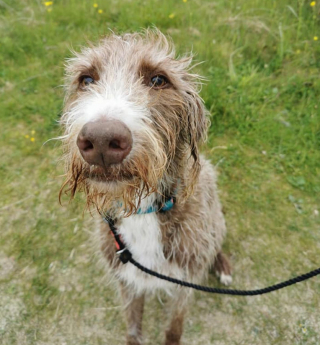 Illustration de l'article : Découvrez la joie d’Angus, ce chien aveugle et qui avait été maltraité, lorsqu’il peut enfin courir en liberté sur la plage (vidéo)