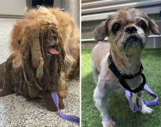 Illustration de l'article : 18 photos relatant la métamorphose d'un Shih Tzu errant secouru et toiletté