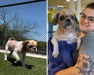 Illustration de l'article : 18 photos relatant la métamorphose d'un Shih Tzu errant secouru et toiletté