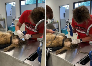 Illustration de l'article : 18 photos relatant la métamorphose d'un Shih Tzu errant secouru et toiletté