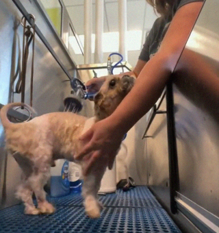 Illustration de l'article : 18 photos relatant la métamorphose d'un Shih Tzu errant secouru et toiletté