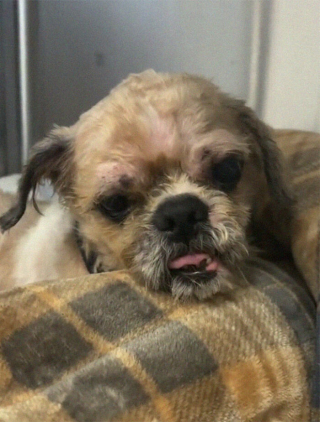 Illustration de l'article : 18 photos relatant la métamorphose d'un Shih Tzu errant secouru et toiletté