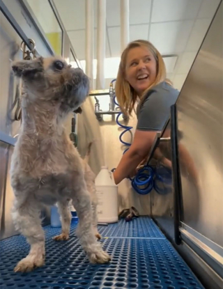 Illustration de l'article : 18 photos relatant la métamorphose d'un Shih Tzu errant secouru et toiletté