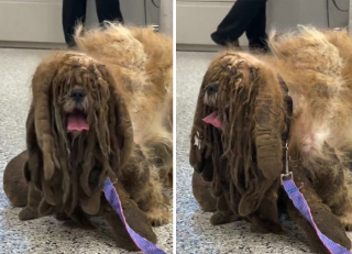 Illustration de l'article : 18 photos relatant la métamorphose d'un Shih Tzu errant secouru et toiletté