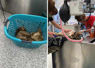 Illustration de l'article : 18 photos relatant la métamorphose d'un Shih Tzu errant secouru et toiletté