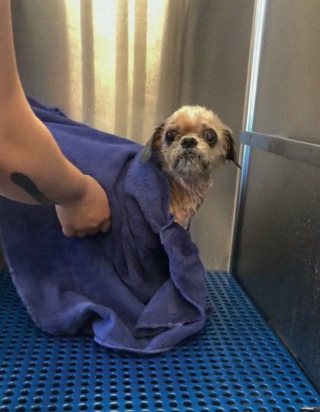 Illustration de l'article : 18 photos relatant la métamorphose d'un Shih Tzu errant secouru et toiletté