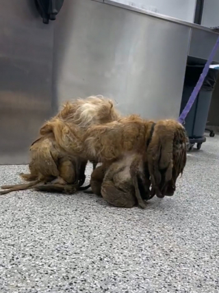 Illustration de l'article : 18 photos relatant la métamorphose d'un Shih Tzu errant secouru et toiletté