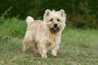 Illustration de l'article : Cairn Terrier