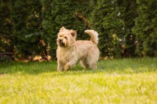 Illustration de l'article : Cairn Terrier