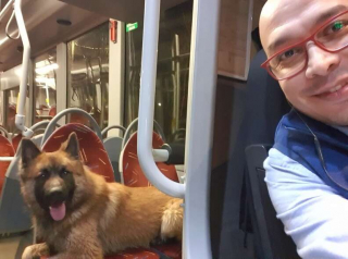 Illustration de l'article : Un chauffeur de bus au grand cœur aide un chien perdu à rentrer chez lui