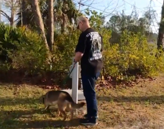 Illustration de l'article : Miracle, la chienne berger allemand qui survit à une chute et devient un soutien précieux pour un ancien militaire