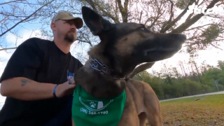 Illustration de l'article : Miracle, la chienne berger allemand qui survit à une chute et devient un soutien précieux pour un ancien militaire
