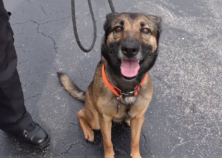 Illustration de l'article : Miracle, la chienne berger allemand qui survit à une chute et devient un soutien précieux pour un ancien militaire