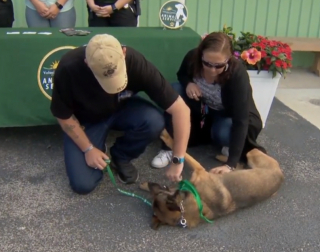 Illustration de l'article : Miracle, la chienne berger allemand qui survit à une chute et devient un soutien précieux pour un ancien militaire