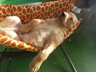 Illustration de l'article : 13 photos pleines d'amour et d'humour de chiens profitant des plaisirs estivaux