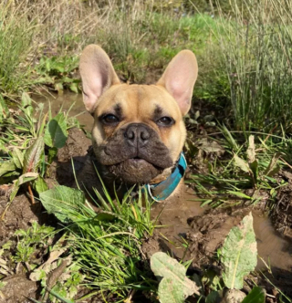 Illustration de l'article : 13 photos pleines d'amour et d'humour de chiens profitant des plaisirs estivaux