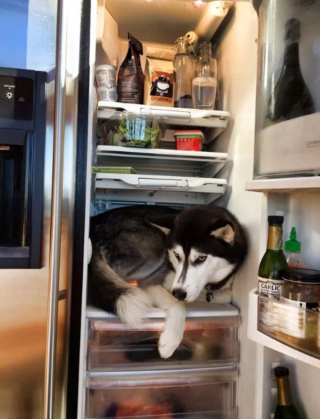 Illustration de l'article : 13 photos pleines d'amour et d'humour de chiens profitant des plaisirs estivaux