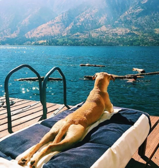 Illustration de l'article : 13 photos pleines d'amour et d'humour de chiens profitant des plaisirs estivaux