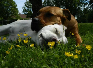 Illustration de l'article : 13 photos pleines d'amour et d'humour de chiens profitant des plaisirs estivaux