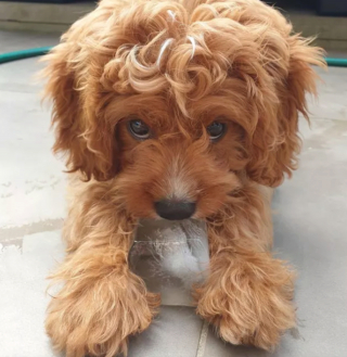 Illustration de l'article : 13 photos pleines d'amour et d'humour de chiens profitant des plaisirs estivaux