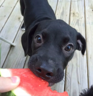 Illustration de l'article : 13 photos pleines d'amour et d'humour de chiens profitant des plaisirs estivaux