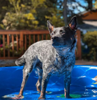 Illustration de l'article : 13 photos pleines d'amour et d'humour de chiens profitant des plaisirs estivaux