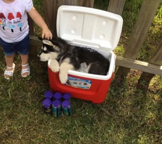 Illustration de l'article : 13 photos pleines d'amour et d'humour de chiens profitant des plaisirs estivaux