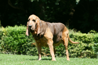 Illustration de l'article : Chien de Saint-Hubert