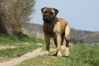 Illustration de l'article : Bullmastiff