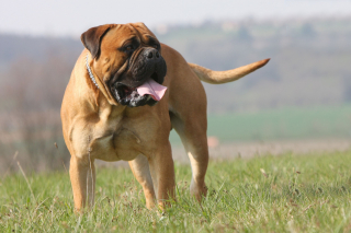 Illustration de l'article : Bullmastiff