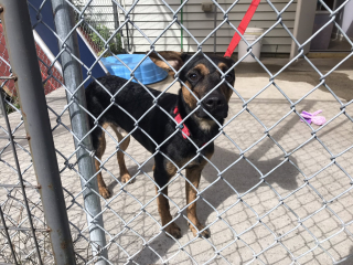 Illustration de l'article : Un homme sauve un chiot abandonné, sa propriétaire se défend et veut désespérément le récupérer