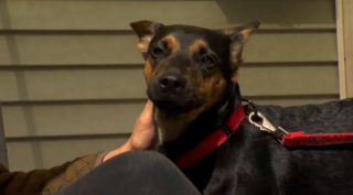 Illustration de l'article : Un homme sauve un chiot abandonné, sa propriétaire se défend et veut désespérément le récupérer