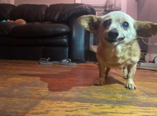 Illustration de l'article : 14 photos de chiens qui exposent fièrement leurs crocs pour exprimer leur bonne humeur