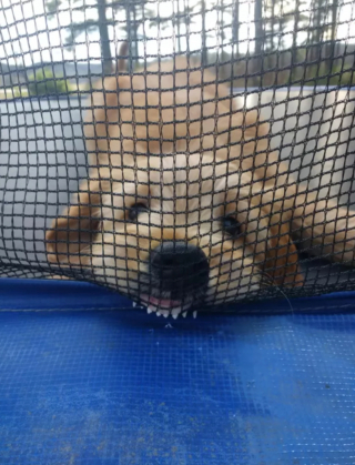 Illustration de l'article : 14 photos de chiens qui exposent fièrement leurs crocs pour exprimer leur bonne humeur