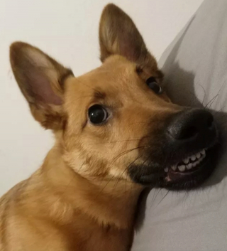 Illustration de l'article : 14 photos de chiens qui exposent fièrement leurs crocs pour exprimer leur bonne humeur