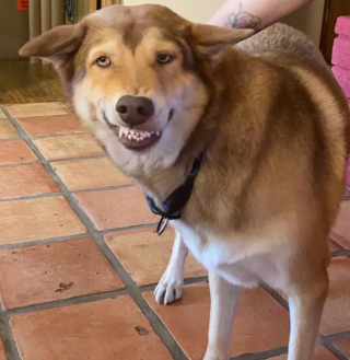 Illustration de l'article : 14 photos de chiens qui exposent fièrement leurs crocs pour exprimer leur bonne humeur