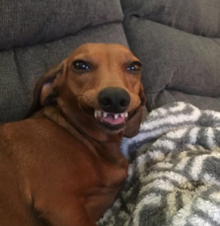 Illustration de l'article : 14 photos de chiens qui exposent fièrement leurs crocs pour exprimer leur bonne humeur